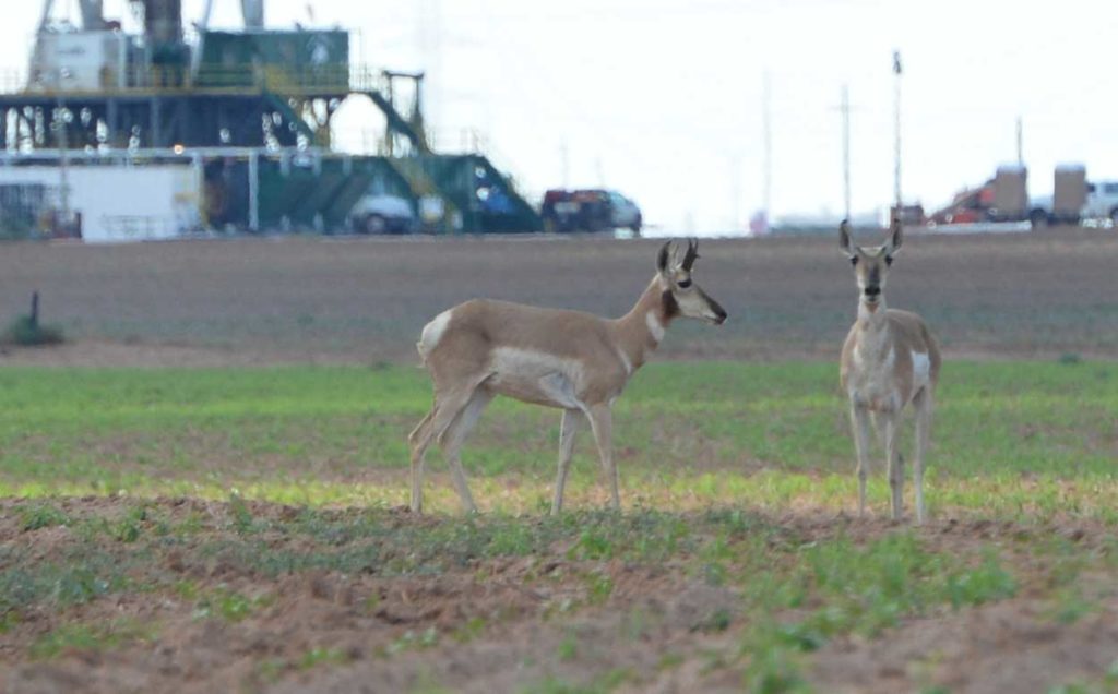 antelope at mosscreek